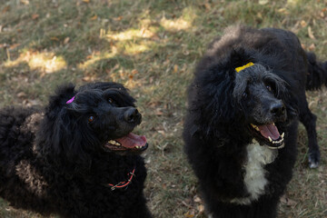 Two happy mother and daughter black Portuguese Dogs with open mouth on grass in a park