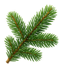 Fototapeta premium Spruce branch with separated needles