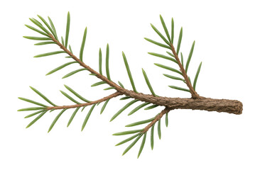 Spruce branch with a sparse array of needles