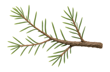 Spruce branch with a sparse array of needles