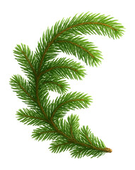 Spruce branch with a flexible structure