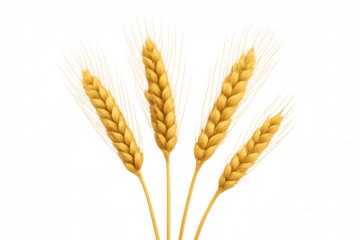 Golden wheat ears gleaming against transparent backdrop, representing agricultural abundance and natural harvest imagery