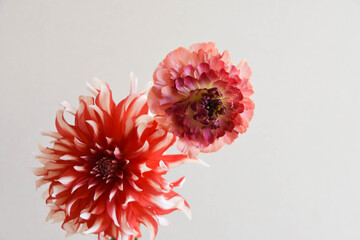 ダリアとラナンキュラス