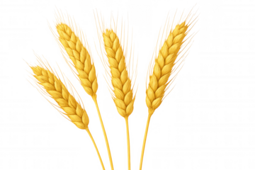 Realistic illustration of four ripe wheat ears with transparent background, ideal for agricultural or bakery-related projects