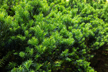 Sprouts of Japanese yew that sprouted in early summer.