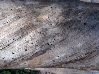 Entrindeter wurmstichiger gedrehter Baumstamm