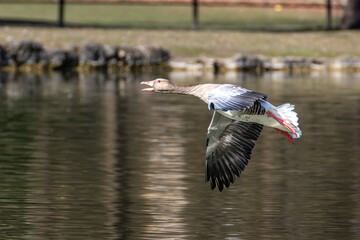The flying greylag goose, Anser anser is a species of large goose