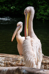 White Pelican, Pelecanus onocrotalus also known as the Eastern White Pelican