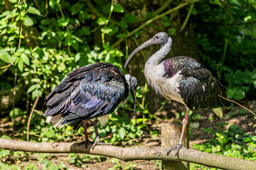 The Straw-necked Ibis, Threskiornis spinicollis is a bird of the ibis family