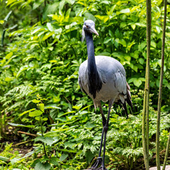 Fototapeta premium Demoiselle Crane, Anthropoides virgo are living in the bright green meadow during the day time