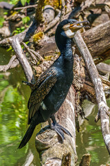 The great cormorant, Phalacrocorax carbo sitting on a branch