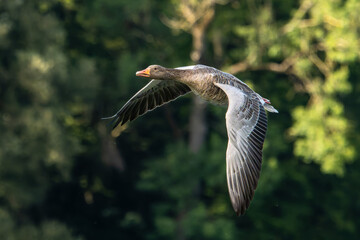 The flying greylag goose, Anser anser is a species of large goose