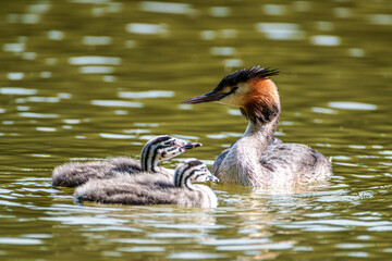 Family of Great Crested Grebe, Podiceps cristatus with beautiful orange colors, a water bird with red eyes.