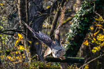 Siberian eagle owl, bubo bubo sibiricus. The biggest owl in the world