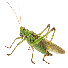 Grasshopper isolated on transparent background  
