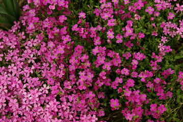 Natural background of blooming pink flowers