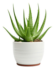 Fototapeta premium PNG Aloe aloe plant xanthorrhoeaceae.