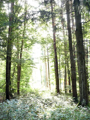 Abschnitt Bamberg bis Reundorf