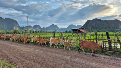cows in the mountains