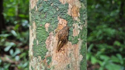 tree trunk in the woods