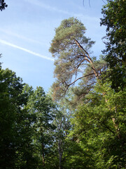 Abschnitt Bamberg bis Reundorf