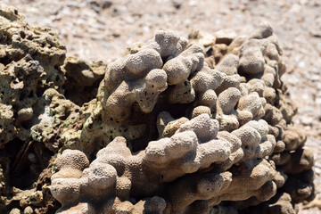 Close-up of dry coral rock texture on the beach, showing natural marine patterns and details. Suitable for backgrounds, nature concepts, ocean life, and environmental themes.
