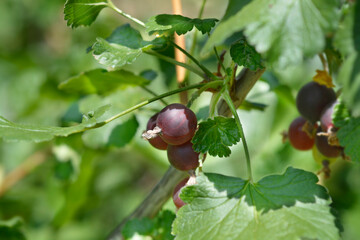 Jostaberry leaves - Latin name - Ribes x nidigrolaria Josta