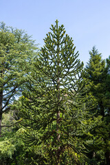 Beautifully shaped beautiful Monkey puzzle tree.