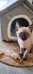 Gatito siamés de ojos azules sentado en una alfombra frente a una casa de tela, con un ratón de...