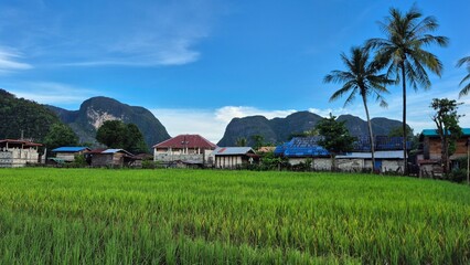 rice field in bali Laos
