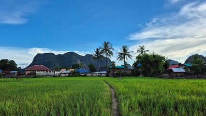 rice field in lao