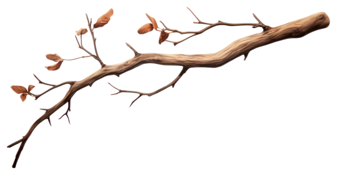 PNG Tree branch plant leaf transparent background