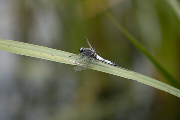dragonfly on a leaf