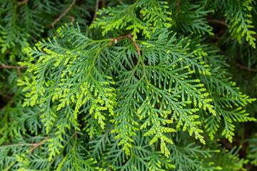 Young leaves of the forest Oriental arborvitae.