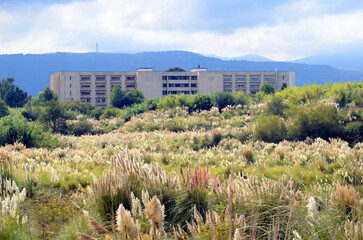 The invasive plant Cortaderia selloana invading a peri-urban area