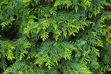 Young leaves of the forest Oriental arborvitae.