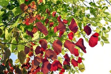 Maroon and red leaves of Cercis canadiensis
