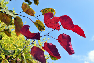 Maroon and red leaves of Cercis canadiensis