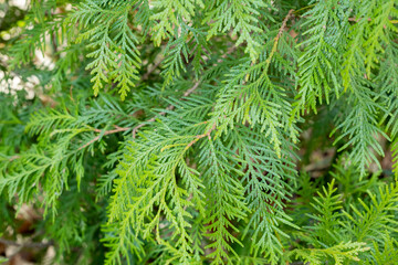 Young leaves of the forest Oriental arborvitae.