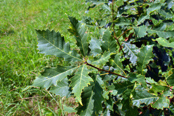 Green leaves of the oak Quercus muehlenbergii on a branch