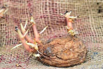 Toxic potato sprouts due to the alkaloid solanine