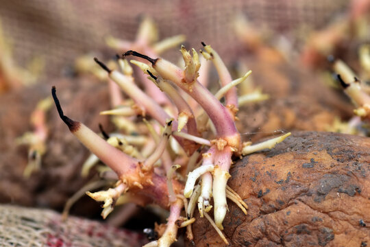 Toxic potato sprouts due to the alkaloid solanine