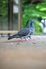 公園の鳩