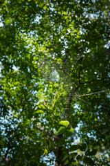 森の中の蜘蛛の巣