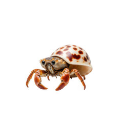 Close Up of a Hermit Crab in Spotted Shell on Transparent Background