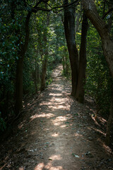 木漏れ日の差す林道