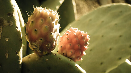Close up of fruits of prickly pear.