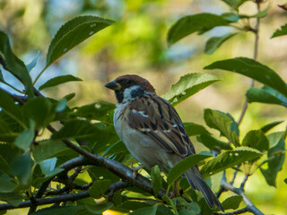 A Detailed Close-Up of a House Sparrow.