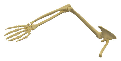 Armknochen links männlich, Freisteller