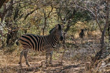 Zebra spotted during a safari game drive in Marakele National Park, Limpopo province, South Africa. The black and white stripes of this iconic African animal stand out against the natural savanna